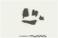 藏品(細體頂鱗蘚 )的圖片